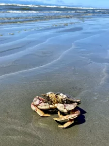 crab, washington, coast, beach