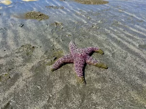 starfish, washington, coast, beach