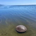 sand dollar, washington, coast, beach