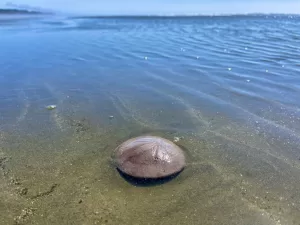 sand dollar, washington, coast, beach