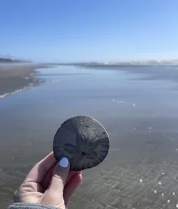 sand dollar, washington, coast, beach