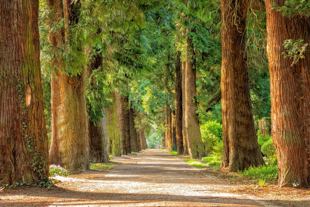 avenue, trees, tree lined-2215317.jpg