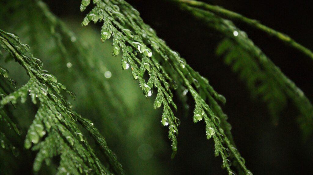 conifer, water drops, tree-7680651.jpg