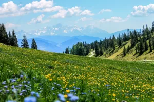 field, flowers, meadow-3123271.jpg