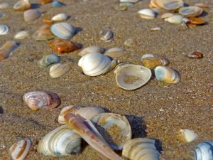 shell, beach, sand