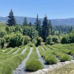 Lavender Before Bloom