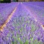 Lavender After Bloom