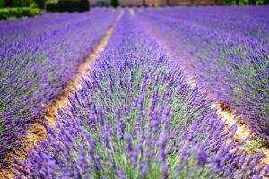 lavender field