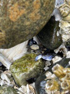 crab, cama beach, coastal gem