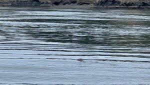 deception pass otter